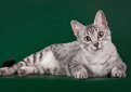 Египетская мау / Egyptian Mau