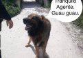 Хозяин отвёл пса к парикмахеру, и питомца постригли так, что местные жители от страха вызвали полицию Хозяин отвёл пса к парикмахеру, и питомца постригли так, что местные жители от страха вызвали полицию