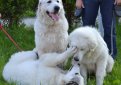 Пиренейская горная собака (Большая пиренейская собака) / Pyrenean Mountain Dog (Great Pyrenees)