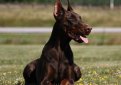 Доберман / Doberman (Doberman Pinscher)