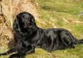 Гладкошерстный ретривер (Прямошерстный ретривер) / Flat-Coated Retriever