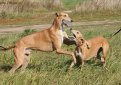 Английская борзая (Грейхаунд) / Greyhound (English Greyhound)