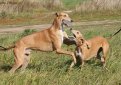 Английская борзая (Грейхаунд) / Greyhound (English Greyhound)