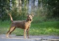 Ирландский терьер / Irish Terrier (Irish Red Terrier)