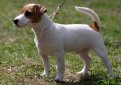 Джек-рассел-терьер / Jack Russell Terrier