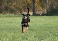 Венгерский бракк (Эрдели копо, трансильванская гончая) / Hungarian Hound (Erdelyi Kopo, Transylvanian Hound)