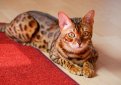 Бенгальская кошка (Бенгал) / Bengal Cat