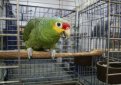 Краснолобый амазон (Желтощекий амазон) / Amazona Autumnalis Краснолобый амазон (Желтощекий амазон) / Amazona Autumnalis