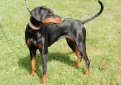 Манчестерский терьер / Manchester Terrier (Black and Tan Terrier)