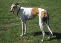 Английская борзая (Грейхаунд) / Greyhound (English Greyhound)