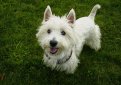 Вест-хайленд-уайт-терьер (Белый высокогорный терьер, уэст-хайленд-уайт-терьер, вести) / West Highland White Terrier (Westie)