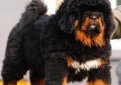 Тибетский мастифф (Тибетский дог) / Tibetan Mastiff (Do-Khyi)