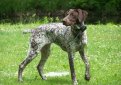 Курцхаар (Немецкий пойнтер, немецкая короткошерстная легавая) / Kurzhaar (German Shorthaired Pointer, Deutscher Kurzhaariger Vorstehhund)