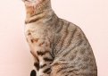 Серенгети / Serengeti Cat Серенгети / Serengeti Cat