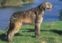 Ирландский волкодав / Irish Wolfhound