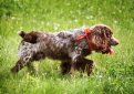 Русский охотничий спаниель / Russian Spaniel