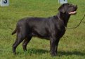 Гладкошерстный ретривер (Прямошерстный ретривер) / Flat-Coated Retriever