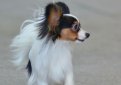 Папильон (Континентальный карликовый спаниель) / Papillon (Epagneul Nain Continental Papillon, Continental Toy Spaniel Papillon)