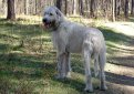 Ирландский волкодав / Irish Wolfhound