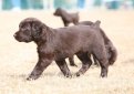 Бойкин-спаниель / Boykin Spaniel