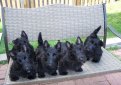 Шотландский терьер (Скотч-терьер, скотти) / Scottish Terrier (Scottie, Aberdeen Terrier)