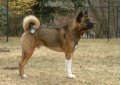 Большая японская собака (Американская акита) / American Akita (Great Japanese Dog)