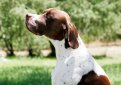 Английский пойнтер (Пойнтер) / English Pointer (Pointer)