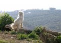 Маремма-абруццкая овчарка (Мареммано-абруццкая овчарка, маремма) / Maremma Sheepdog (Pastore Abruzzese, Cane da Pastore Maremmano-Abruzzese)