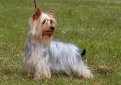 Австралийский шелковистый терьер (Силки-терьер) / Australian Silky Terrier Австралийский шелковистый терьер (Силки-терьер) / Australian Silky Terrier