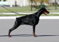 Цвергпинчер (Карликовый пинчер) / Zwergpinscher