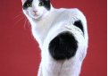 Японский бобтейл / Japanese Bobtail Cat