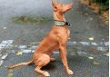 Фараонова собака / Pharaoh Hound (Kelb-tal Fenek)