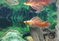Высокоплавничная пецилия / Poecilia Velifera