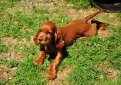 Ирландский сеттер (Ирландский красный сеттер) / Irish Setter (Irish Red Setter)