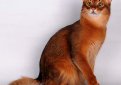 Сомали (Сомалийская кошка) / Somali Cat