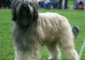 Каталонская овчарка (Гос д'Атура) / Catalan Sheepdog (Perro de Pastor Catalon, Gos d'Atura Catala)