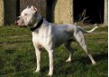 Аргентинский дог (Аргентинский мастиф, дого аргентино) / Dogo Argentino (Argentinian Mastiff)