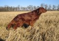 Ирландский сеттер (Ирландский красный сеттер) / Irish Setter (Irish Red Setter)