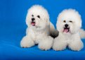 Бишон фризе / Bichon Frise (Bichon Tenerife, Tenerife Dog, Bichon a Poil Frise)