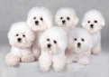 Бишон фризе / Bichon Frise (Bichon Tenerife, Tenerife Dog, Bichon a Poil Frise)