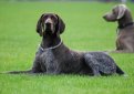 Курцхаар (Немецкий пойнтер, немецкая короткошерстная легавая) / Kurzhaar (German Shorthaired Pointer, Deutscher Kurzhaariger Vorstehhund)