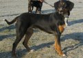 Венгерский бракк (Эрдели копо, трансильванская гончая) / Hungarian Hound (Erdelyi Kopo, Transylvanian Hound)