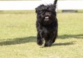 Аффенпинчер (Обезьяний пинчер) / Affenpinscher (Monkey Dog)