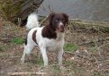 Веттерхун (Голландский водяной спаниель) / Wetterhoun (Otterhoun, Dutch Spaniel)