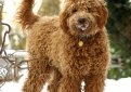 Лабрадудль / Labradoodle