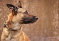 Малинуа (Бельгийская овчарка малинуа) / Belgian Shepherd Malinois (Malinois,  Belgian Malinois)