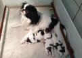 Японский хин / Japanese Chin (Japanese Spaniel)