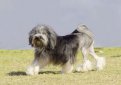 Лион бишон (Бишон лион, левхен, лоучен, львиная собака) / Lion Bichon (Petit Chien Lion Lowchen, Little Lion Dog)