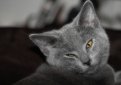 Шартрез (Картезианская кошка) / Chartreux Cat