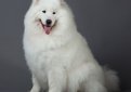 Самоедская собака (Самоед, улыбчивая собака, самоедская лайка, самоедский шпиц) / Samoyed (Samoyedskaja Sabaka)